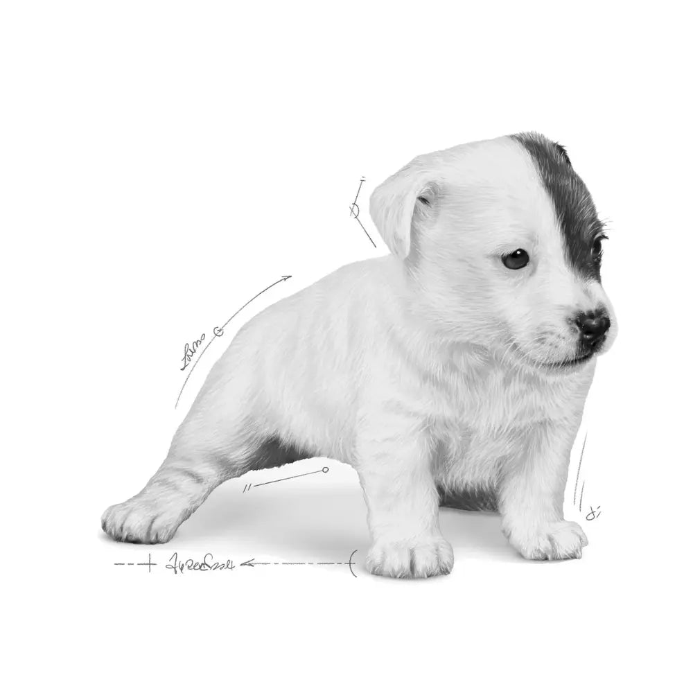 Royal Canin Baby Dog Leche Perro 400G